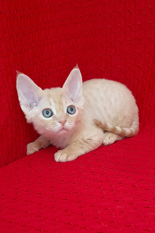 Ozzy | Devon Rex Kitten