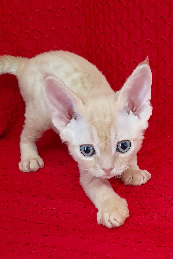 Ozzy | Devon Rex Kitten