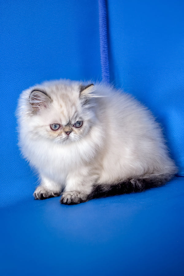 Paola | Persian Kitten