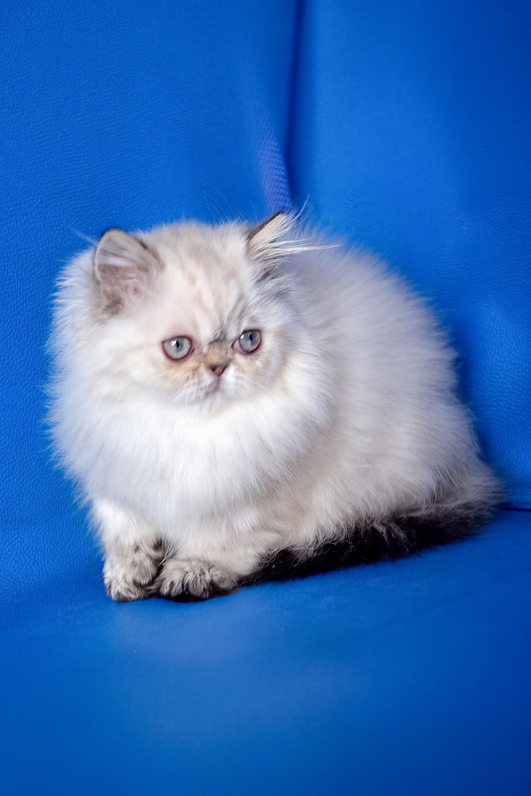 Paola | Persian Kitten