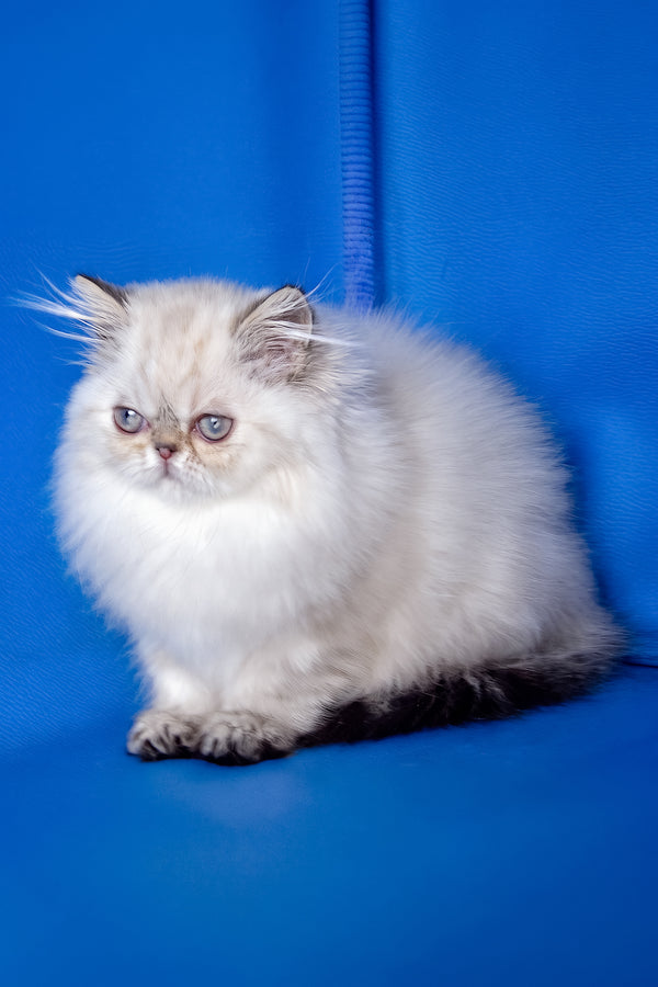 Paola | Persian Kitten