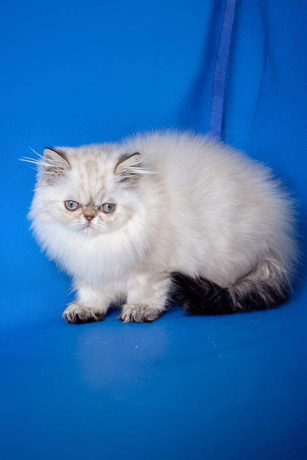 Paola | Persian Kitten