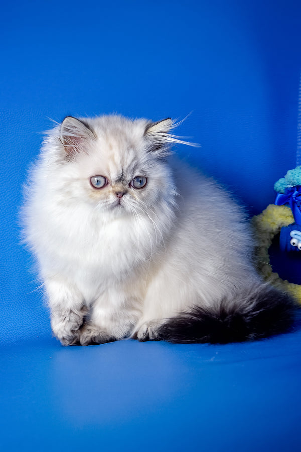 Paola | Persian Kitten