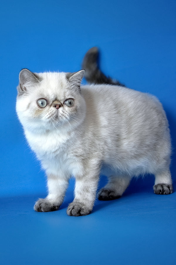Peni | Exotic Shorthair Kitten