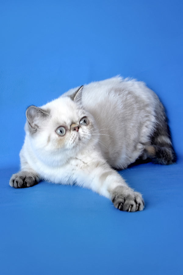 Peni | Exotic Shorthair Kitten