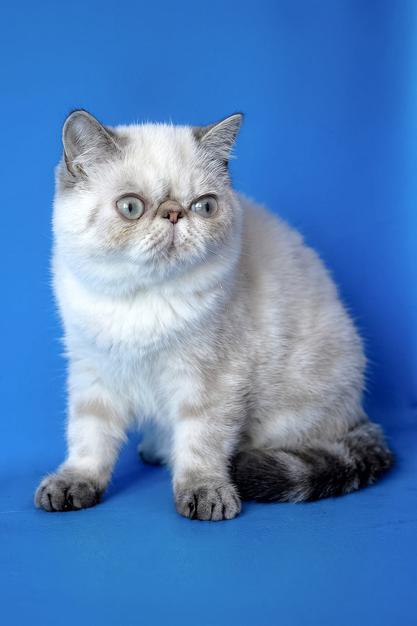 Peni | Exotic Shorthair Kitten