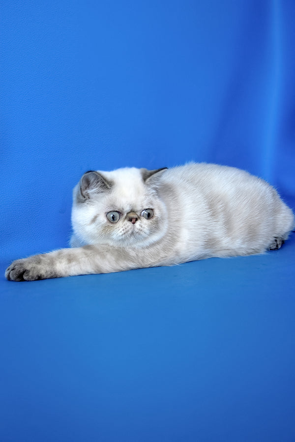 Peni | Exotic Shorthair Kitten