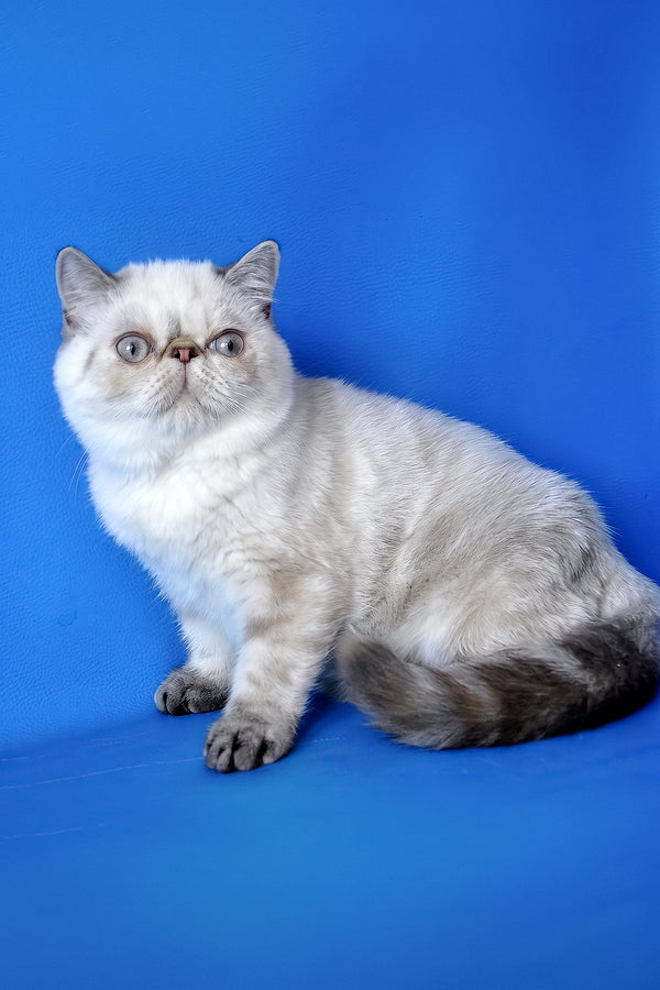 Peni | Exotic Shorthair Kitten