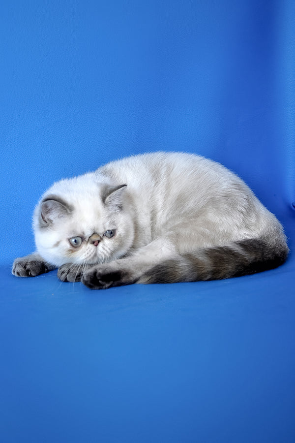 Peni | Exotic Shorthair Kitten
