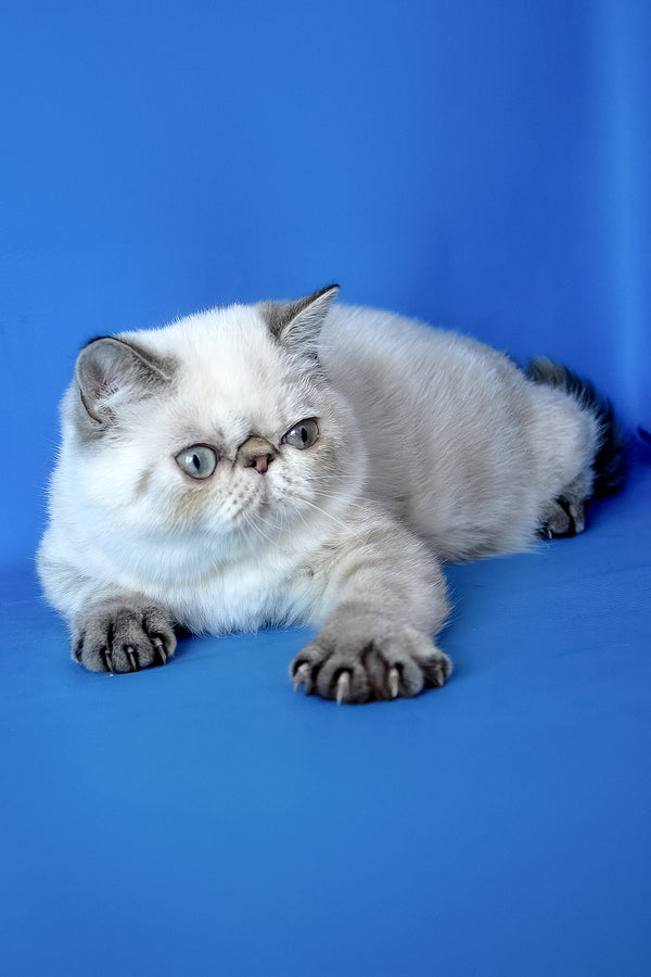 Peni | Exotic Shorthair Kitten