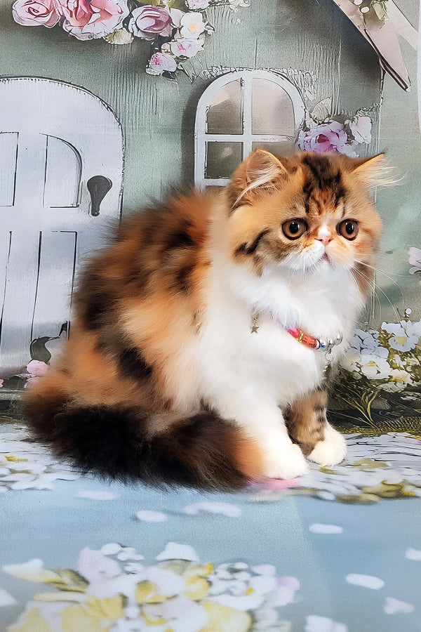 Faina | Persian Kitten