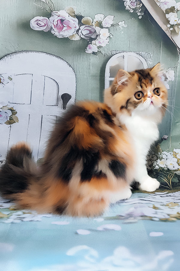 Faina | Persian Kitten