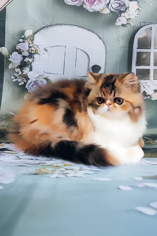 Faina | Persian Kitten
