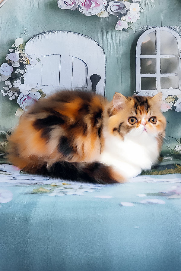 Faina | Persian Kitten