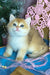 Platon | British Shorthair Kitten