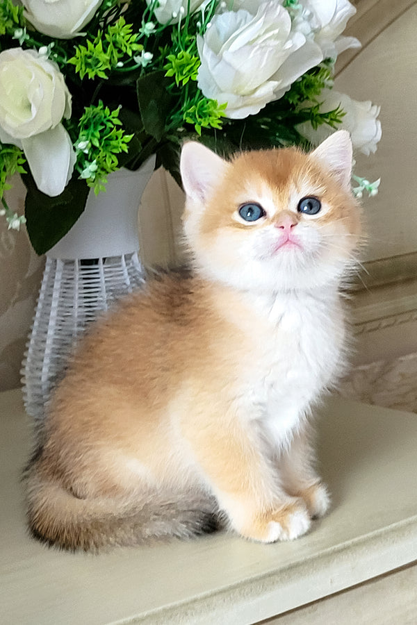 Platon | British Shorthair Kitten