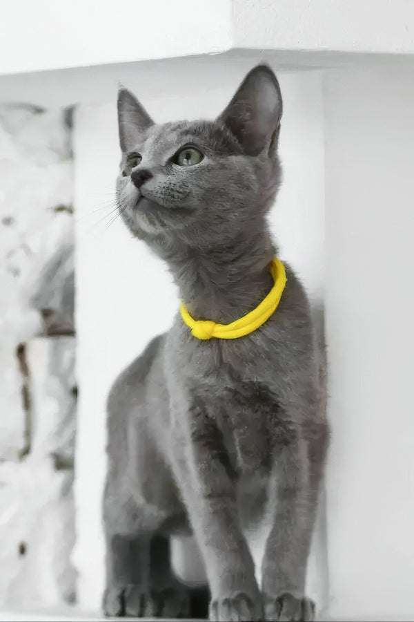 Wiko | Russian Blue Kitten