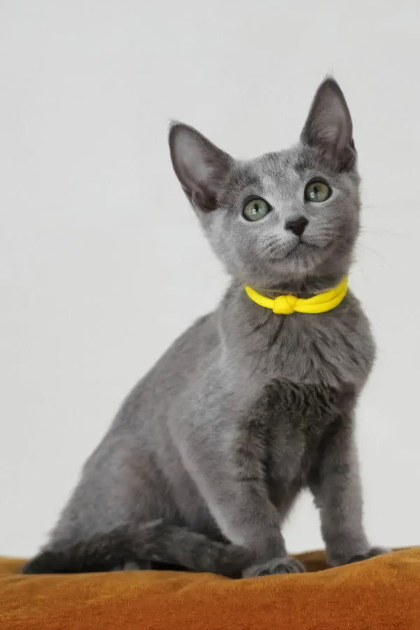 Wiko | Russian Blue Kitten