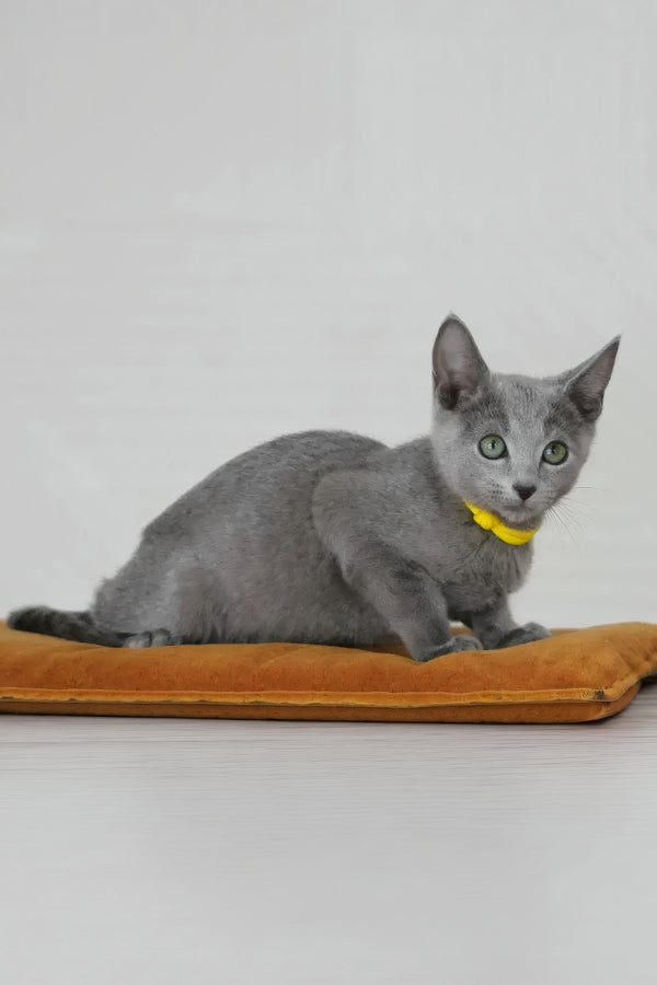 Wiko | Russian Blue Kitten