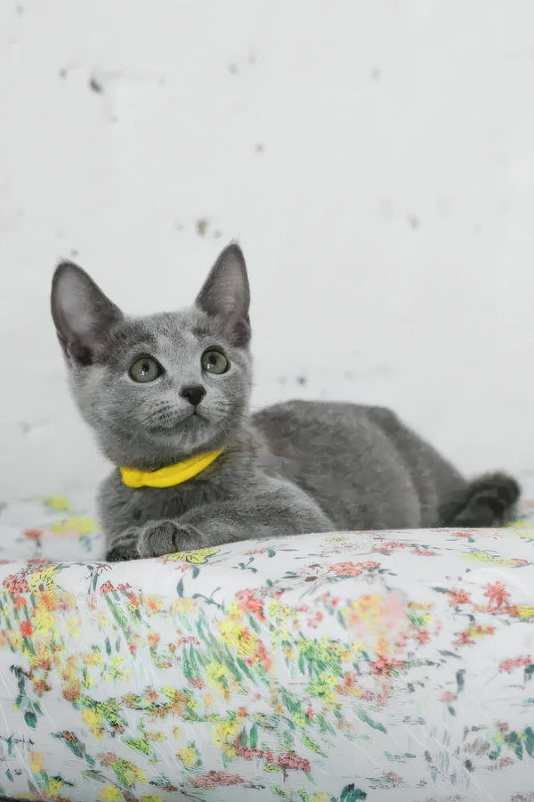 Wiko | Russian Blue Kitten