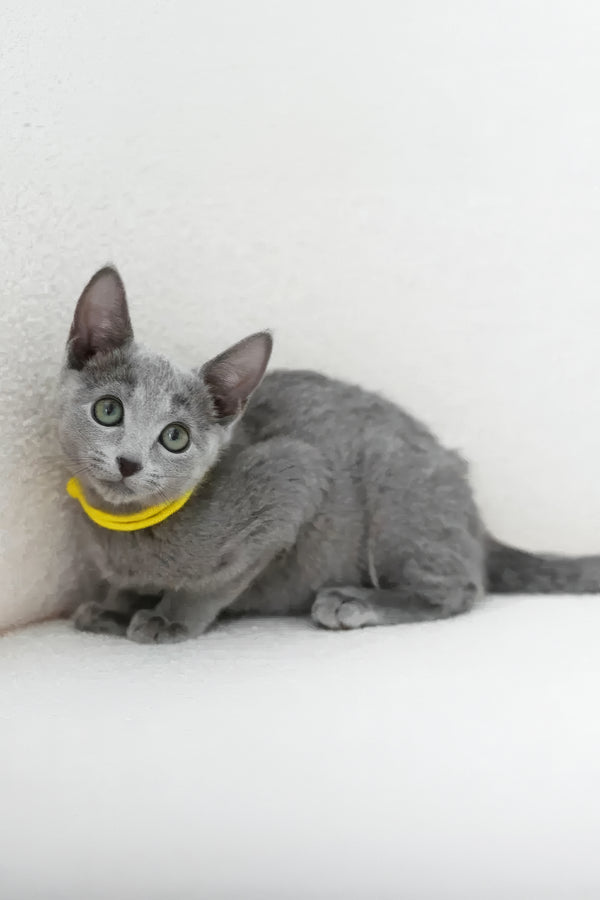 Wiko | Russian Blue Kitten