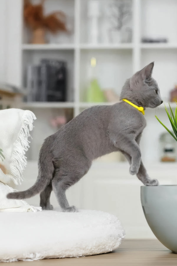 Wiko | Russian Blue Kitten