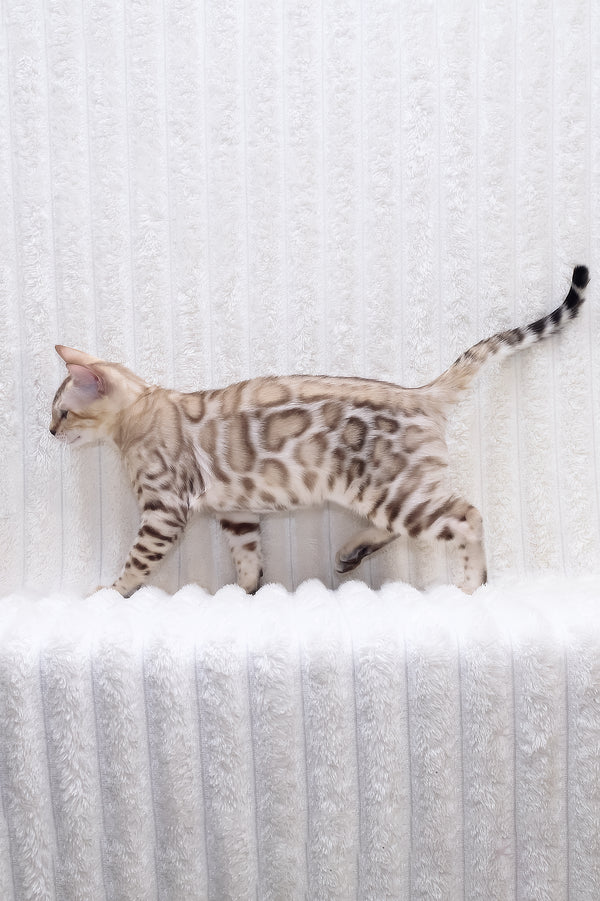 Paco | Bengal Kitten