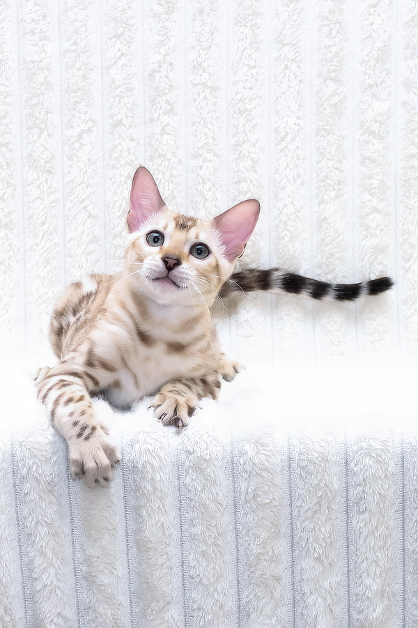Paco | Bengal Kitten