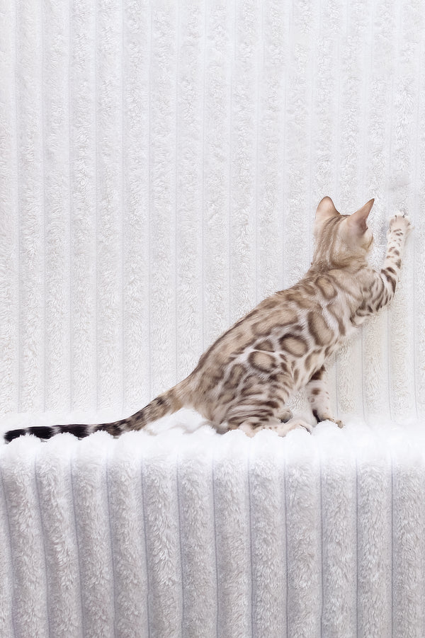 Paco | Bengal Kitten