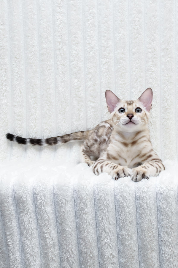 Paco | Bengal Kitten