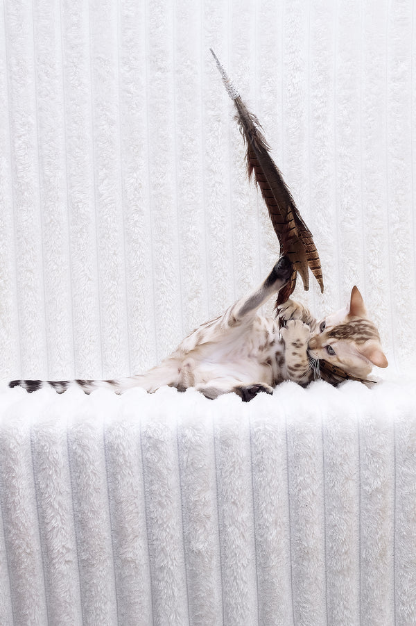 Paco | Bengal Kitten