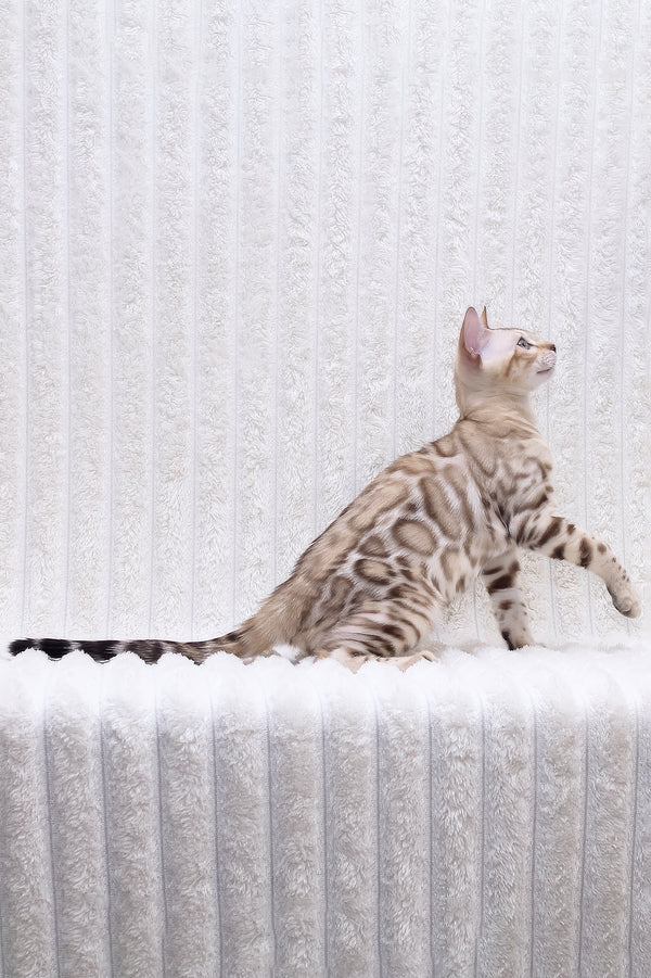Paco | Bengal Kitten