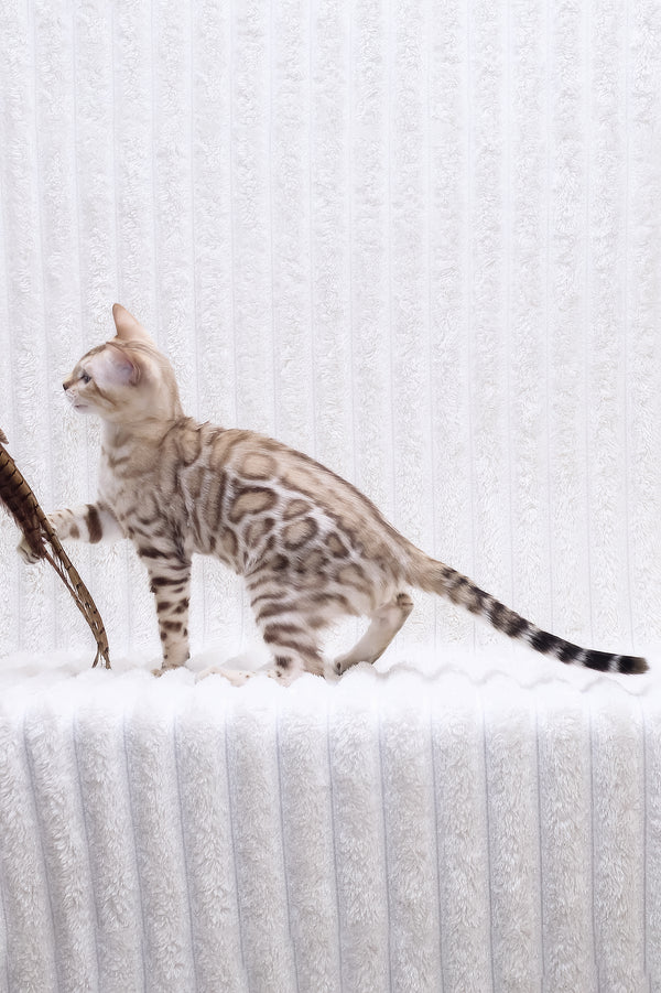 Paco | Bengal Kitten