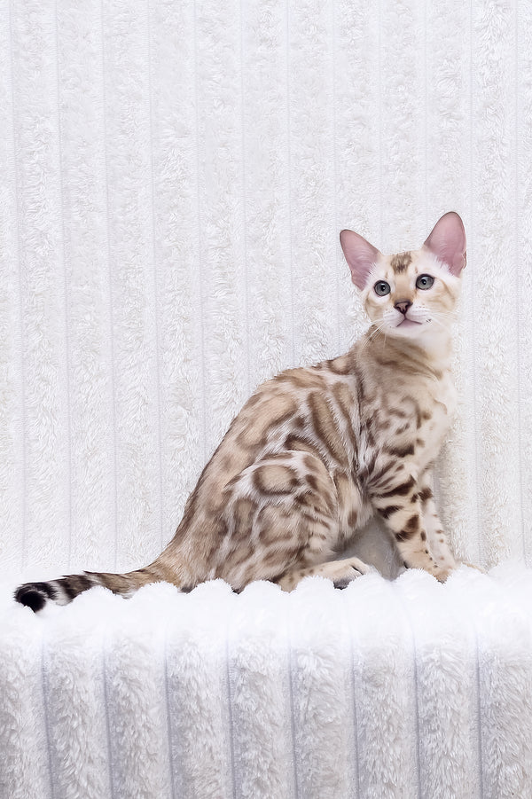 Paco | Bengal Kitten