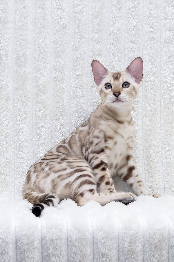 Paco | Bengal Kitten