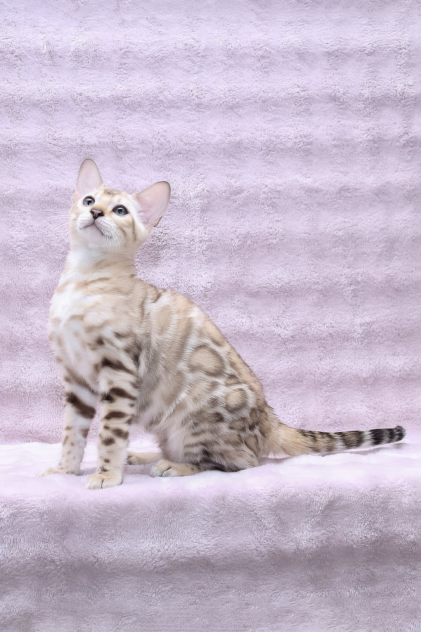 Paco | Bengal Kitten