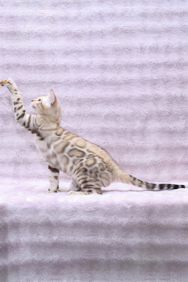 Paco | Bengal Kitten