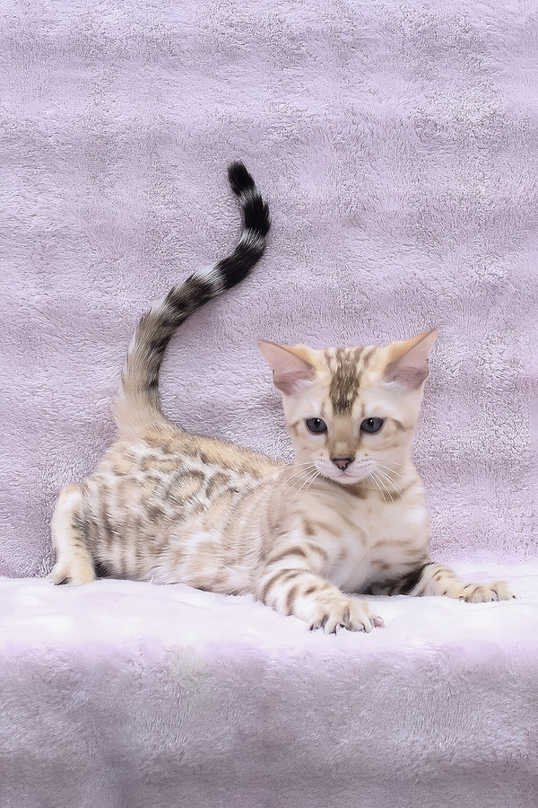 Paco | Bengal Kitten
