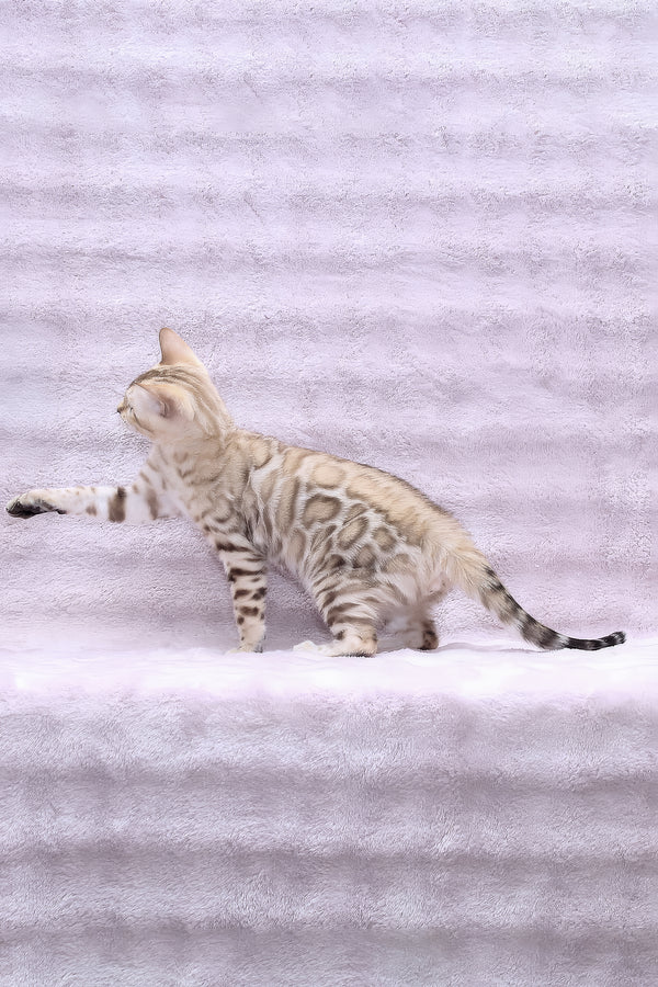 Paco | Bengal Kitten