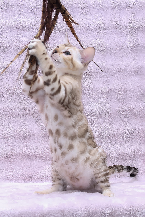 Paco | Bengal Kitten