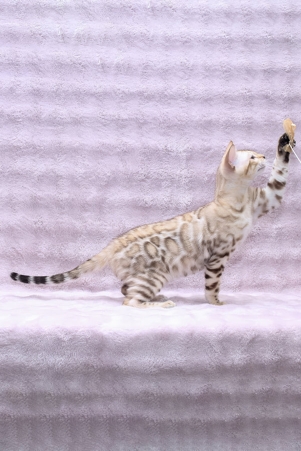 Paco | Bengal Kitten