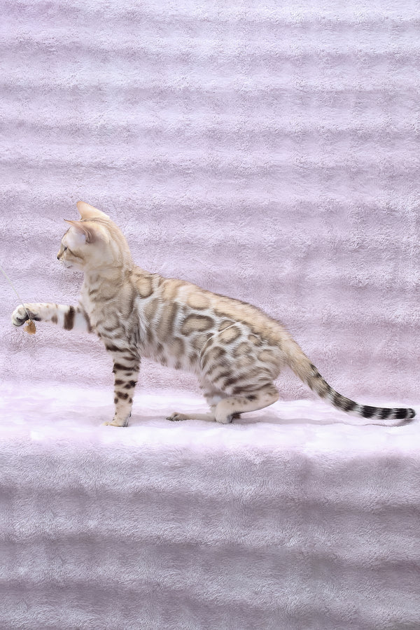 Paco | Bengal Kitten