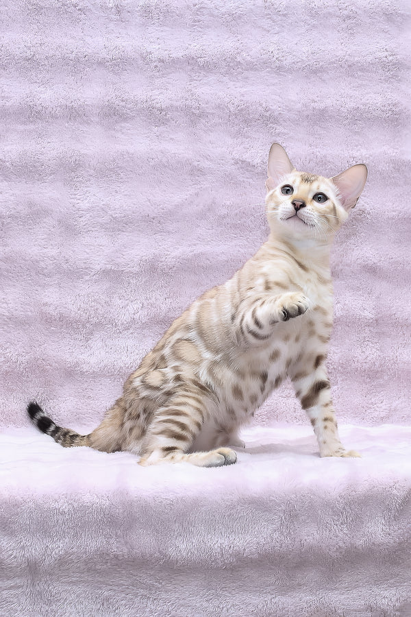 Paco | Bengal Kitten