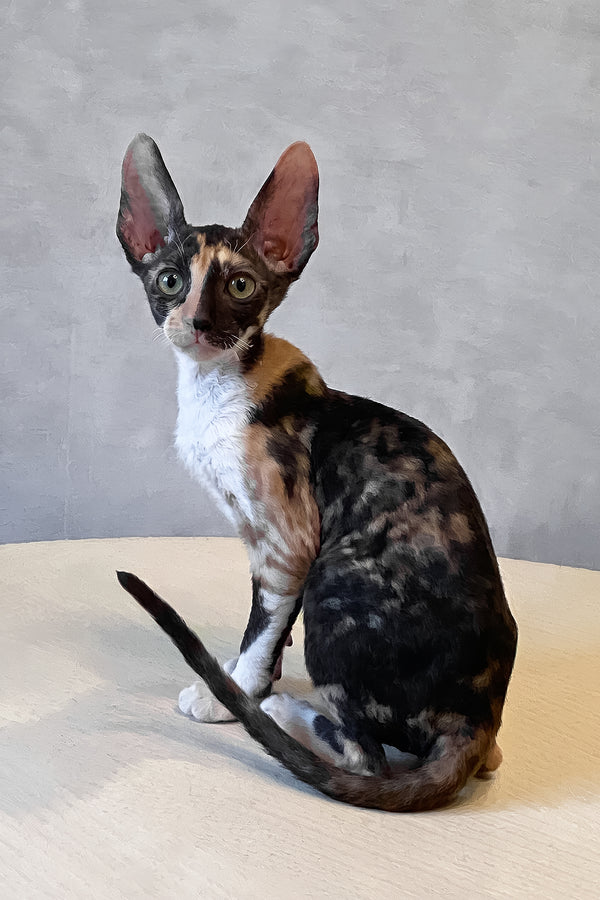 Paloma | Cornish Rex Kitten