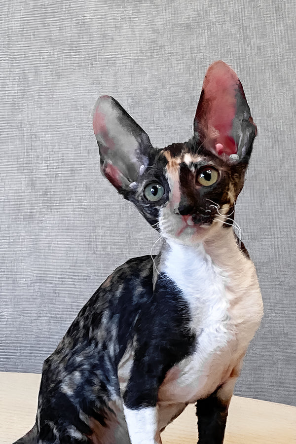 Paloma | Cornish Rex Kitten