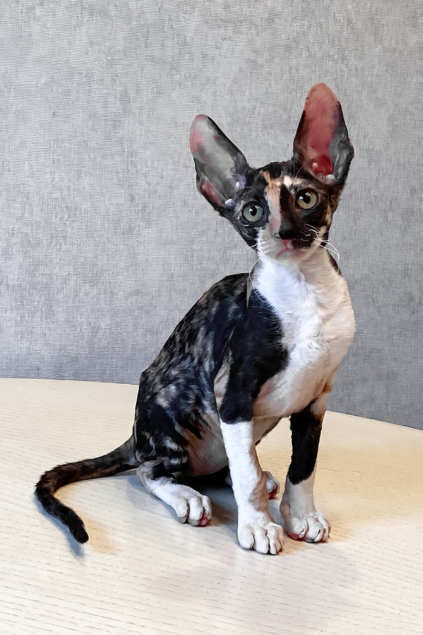 Paloma | Cornish Rex Kitten