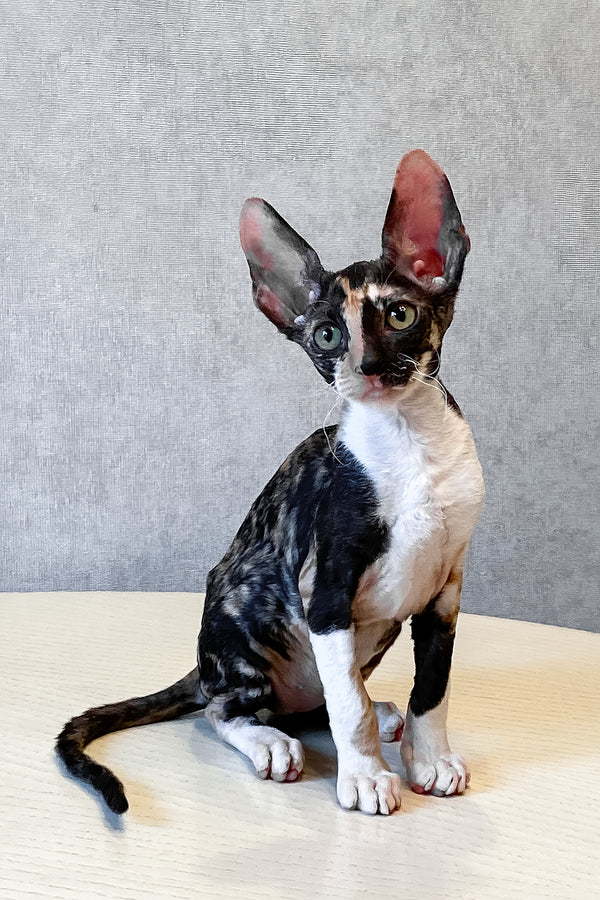 Paloma | Cornish Rex Kitten
