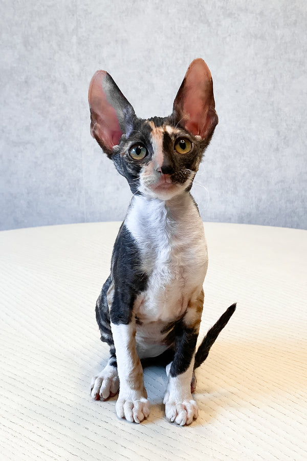 Paloma | Cornish Rex Kitten