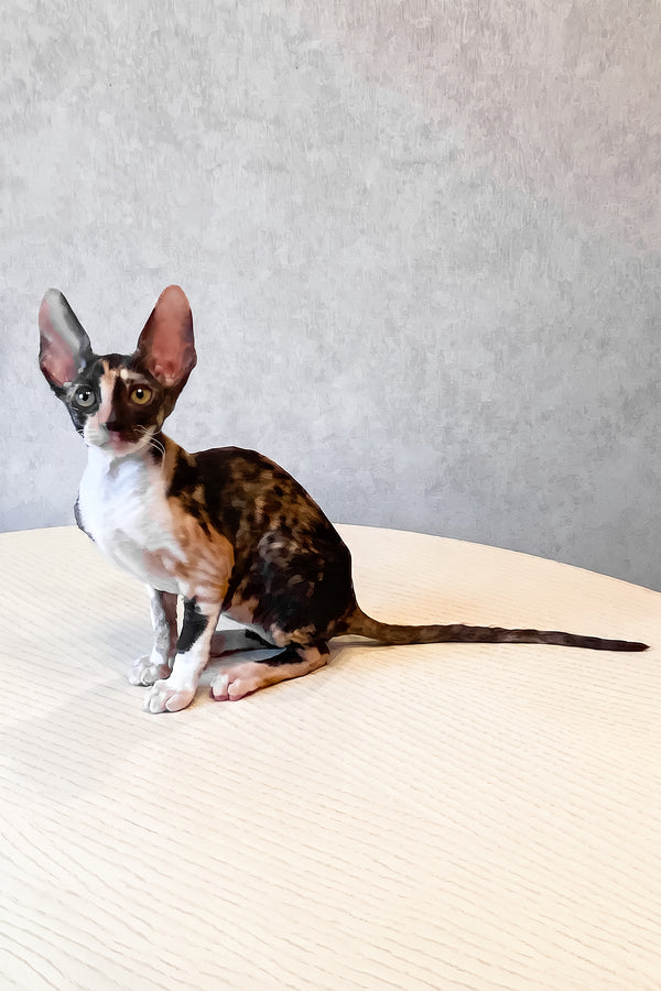 Paloma | Cornish Rex Kitten