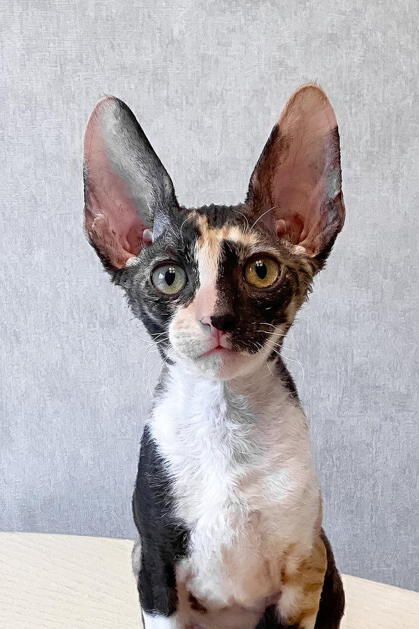Paloma | Cornish Rex Kitten